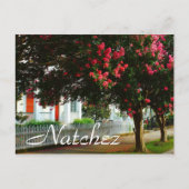 Crape Myrtle、夏、Natchez、MS ポストカード (正面)