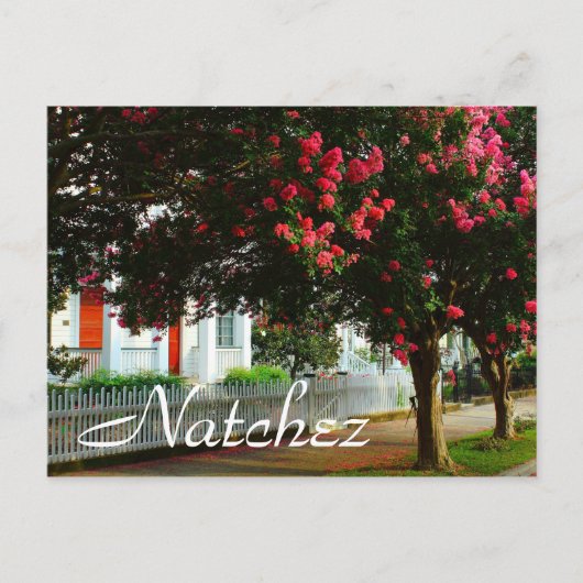 Crape Myrtle、夏、Natchez、MS ポストカード (正面)
