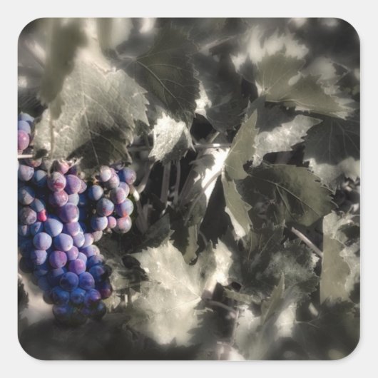 Crash at Tfft Cellars main vineyard スクエアシール (正面)