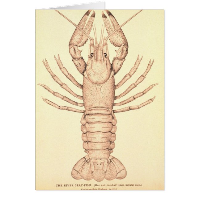 Crayfish (正面)