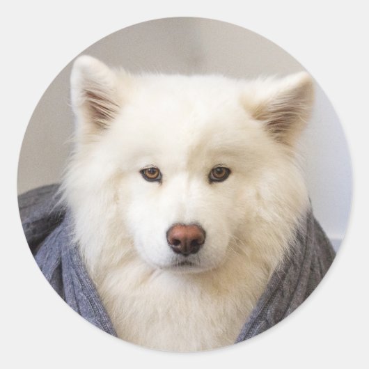 CRBコージーベア ラウンドシール (正面)