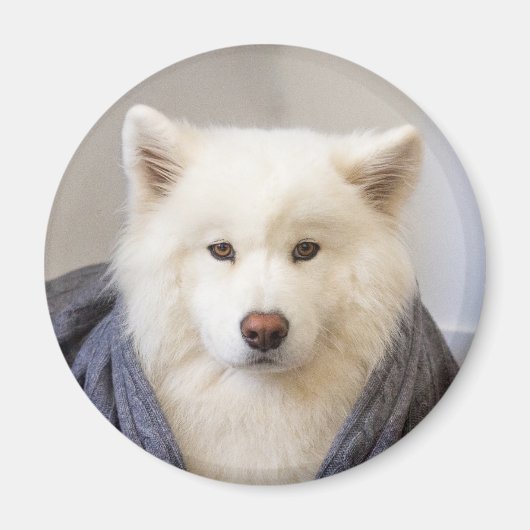 CRBマグネット – コージーベア マグネット (正面)