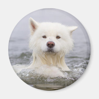 CRBマグネット – ホッキョクグマ マグネット