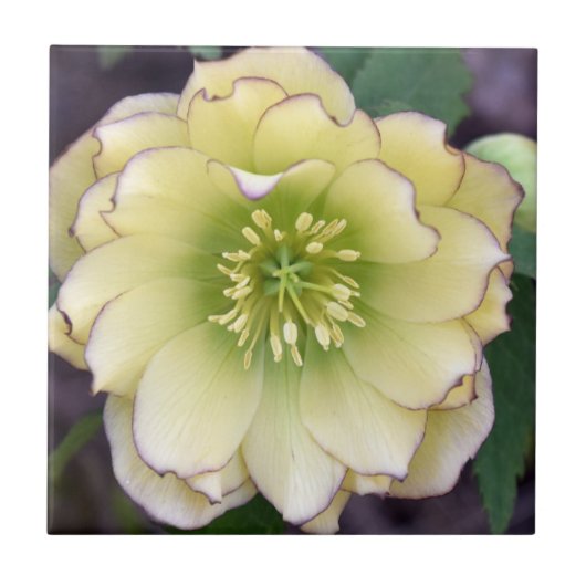 Creamy Hellebore(Helleborus)写真 タイル (正面)