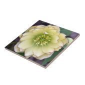 Creamy Hellebore(Helleborus)写真 タイル (側面)