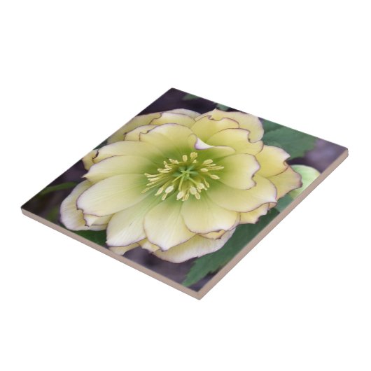 Creamy Hellebore(Helleborus)写真 タイル (側面)