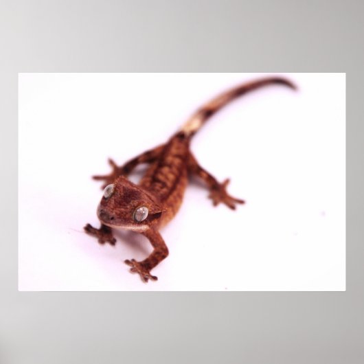 Crested Gecko歩くオン角度 ポスター (正面)