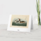 Crested Grebe -素晴らし Audubon's Birds of America カード (裏面)