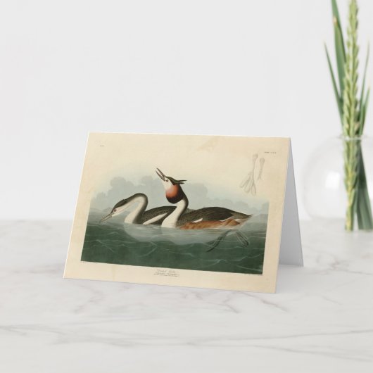 Crested Grebe -素晴らし Audubon's Birds of America カード (正面)