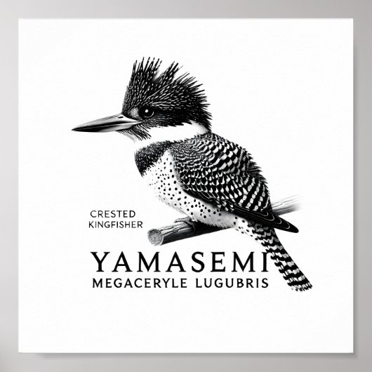 Crested Kingfisher Black & White Art Print ポスター (正面)