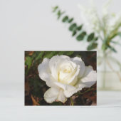 CricketDiane Romantic White Rose Blossom ポストカード (スタンド正面)