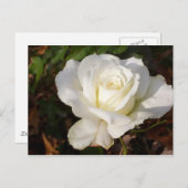 CricketDiane Romantic White Rose Blossom ポストカード (正面/裏面)