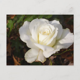 CricketDiane Romantic White Rose Blossom ポストカード