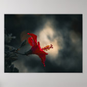 🌹 Crimson Glow in the Dusk ✨ ポスター (正面)