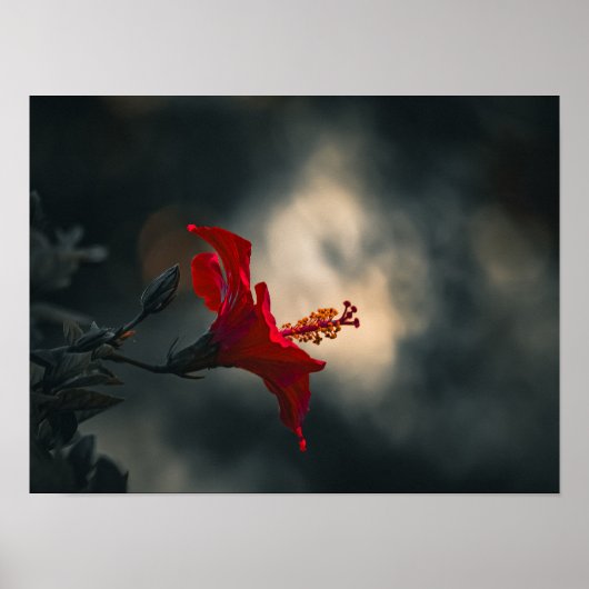 🌹 Crimson Glow in the Dusk ✨ ポスター (正面)