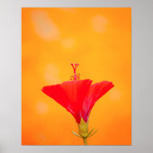 Crimson Serenity ポスター (正面)