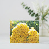 Crisantemos amarillos a la luz del sol ポストカード (スタンド正面)