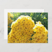 Crisantemos amarillos a la luz del sol ポストカード (正面/裏面)