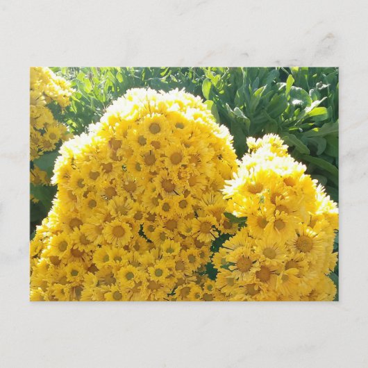 Crisantemos amarillos a la luz del sol ポストカード (正面)