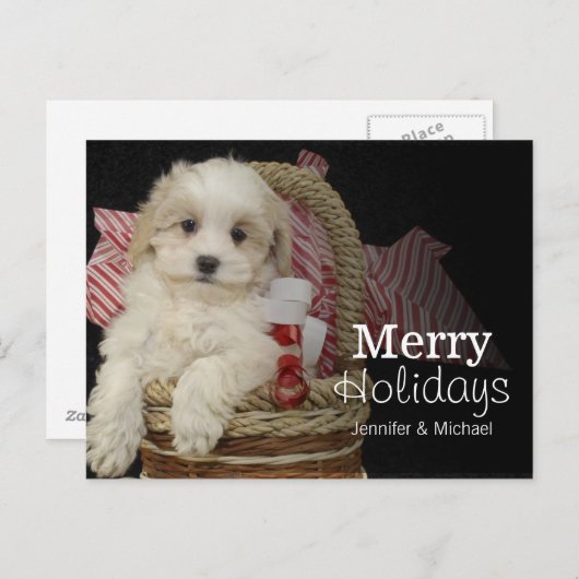 Cristmas Malti-poo子犬かご中に座って シーズンポストカード (正面/裏面)