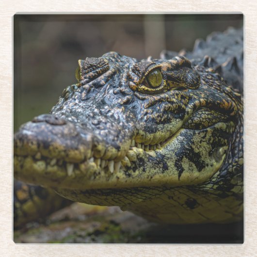 crocodile ガラスコースター (正面)