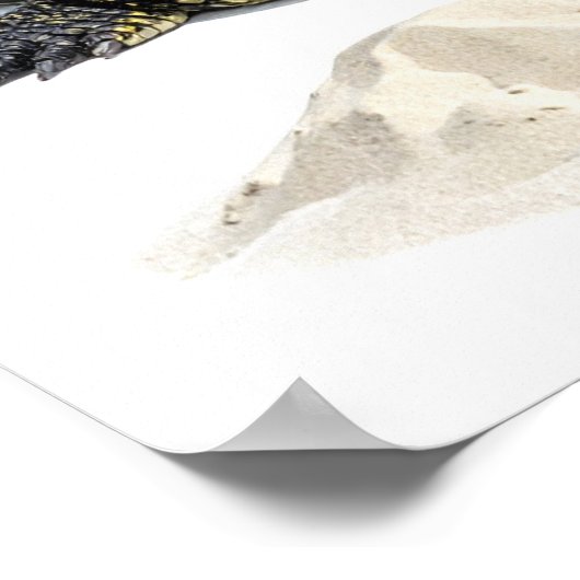 Crocodile ポスター (角)