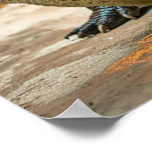 Crocodile ポスター (角)