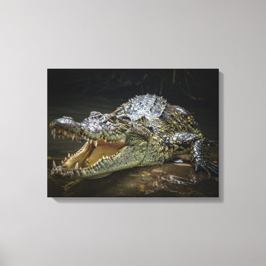 Crocodile Canvas Print  キャンバスプリント (正面)