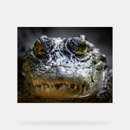 crocodile in water アクリルサイン (正面)