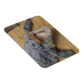 Crocodile with Jaws Wide Openクローズアップ マグネット (右側)