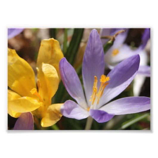 Crocus 5x7フォトプリント フォトプリント            (正面)