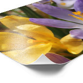 Crocus 5x7フォトプリント フォトプリント            (角)