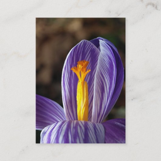 Crocus Blossom – 名刺 (正面)