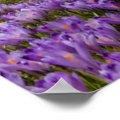 Crocus flowers at Velika Planina, Slovenia ポスター (角)
