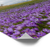 Crocus flowers at Velika Planina, Slovenia ポスター (角)