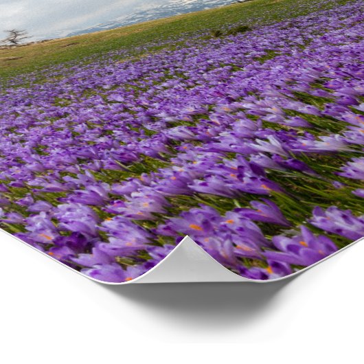 Crocus flowers at Velika Planina, Slovenia ポスター (角)