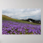 Crocus flowers at Velika Planina, Slovenia ポスター (正面)