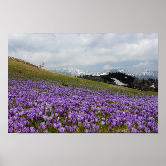 Crocus flowers at Velika Planina, Slovenia ポスター (正面)