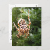 Cross Spider 132 ～はがき ポストカード (正面/裏面)