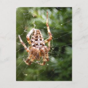 Cross Spider 132 ~はがき ポストカード