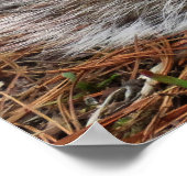 Crouching Squirrel ポスター (角)