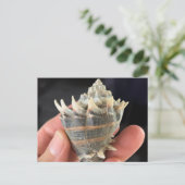 Crown Conch Seashell Photography Postcard ポストカード (スタンド正面)