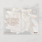 Crown Conch Seashell Photography Postcard ポストカード (裏面)