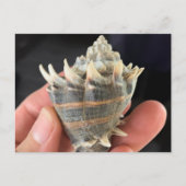 Crown Conch Seashell Photography Postcard ポストカード (正面)