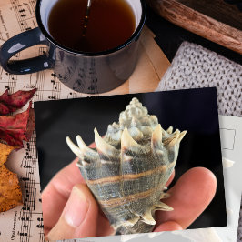 Crown Conch Seashell Photography Postcard ポストカード