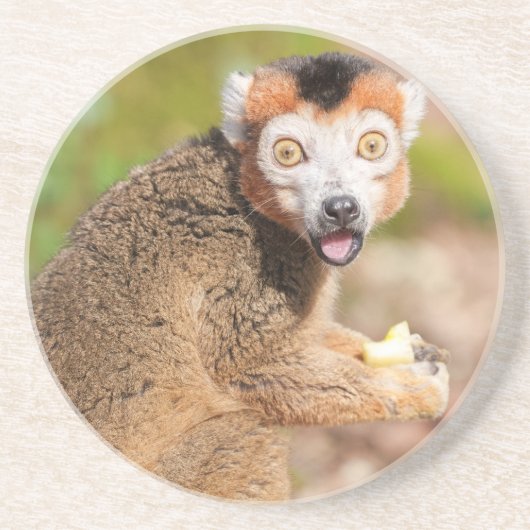 Crown Lemur's Surprince:率直な表情 コースター (正面)