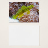 Cryptocentus cinctus (正面&裏面)