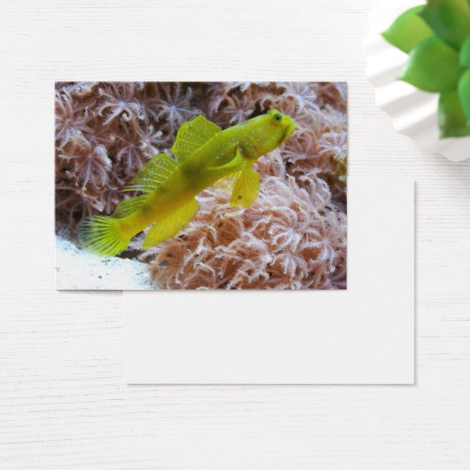 Cryptocentus cinctus (デスク)