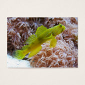 Cryptocentus cinctus (正面)