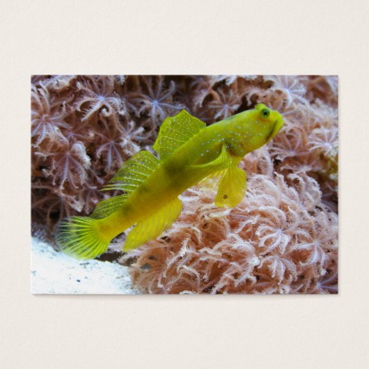 Cryptocentus cinctus (正面)